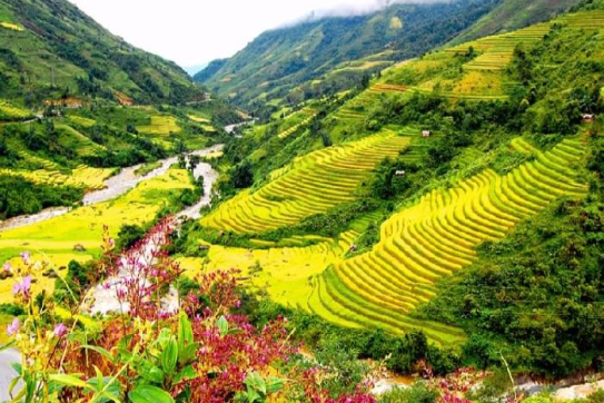 Dã quỳ phủ vàng sườn đồi ngoại thành Đà Lạt