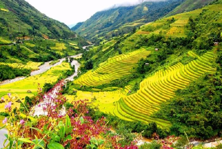 Dã quỳ phủ vàng sườn đồi ngoại thành Đà Lạt